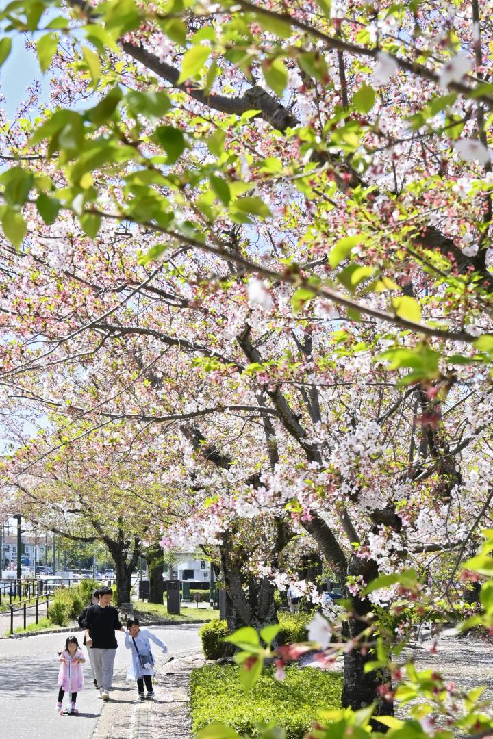 茨城県内、今年初の夏日　古河29.0度　筑西26.8度　若葉付けた桜並木、薄着の散策姿目立つ　水戸・千波湖畔