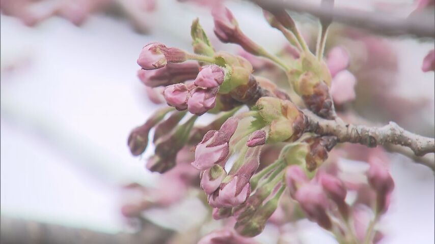 北海道松前町のサクラ「咲きかけている・・・」開花の発表には至らず　松前公園のソメイヨシノ標準木で観測
