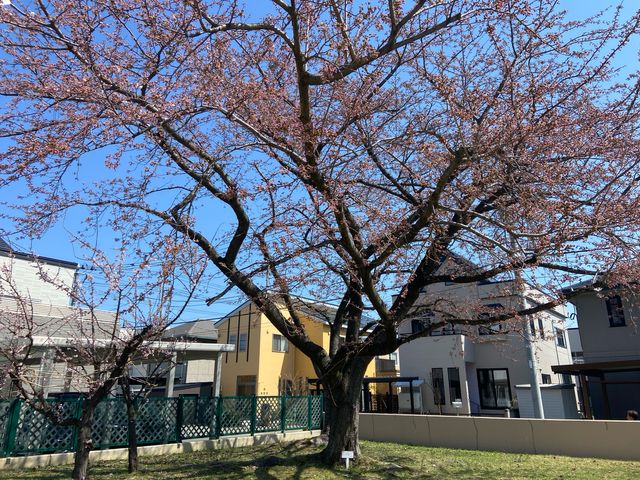 【速報】青森でソメイヨシノが開花　過去２番目の早咲き