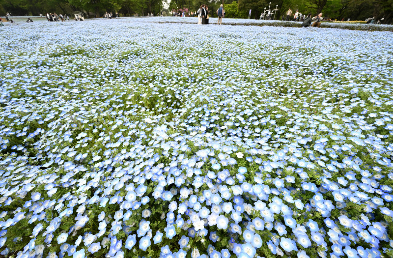 空と青いじゅうたんの共演　春風に揺れるネモフィラ