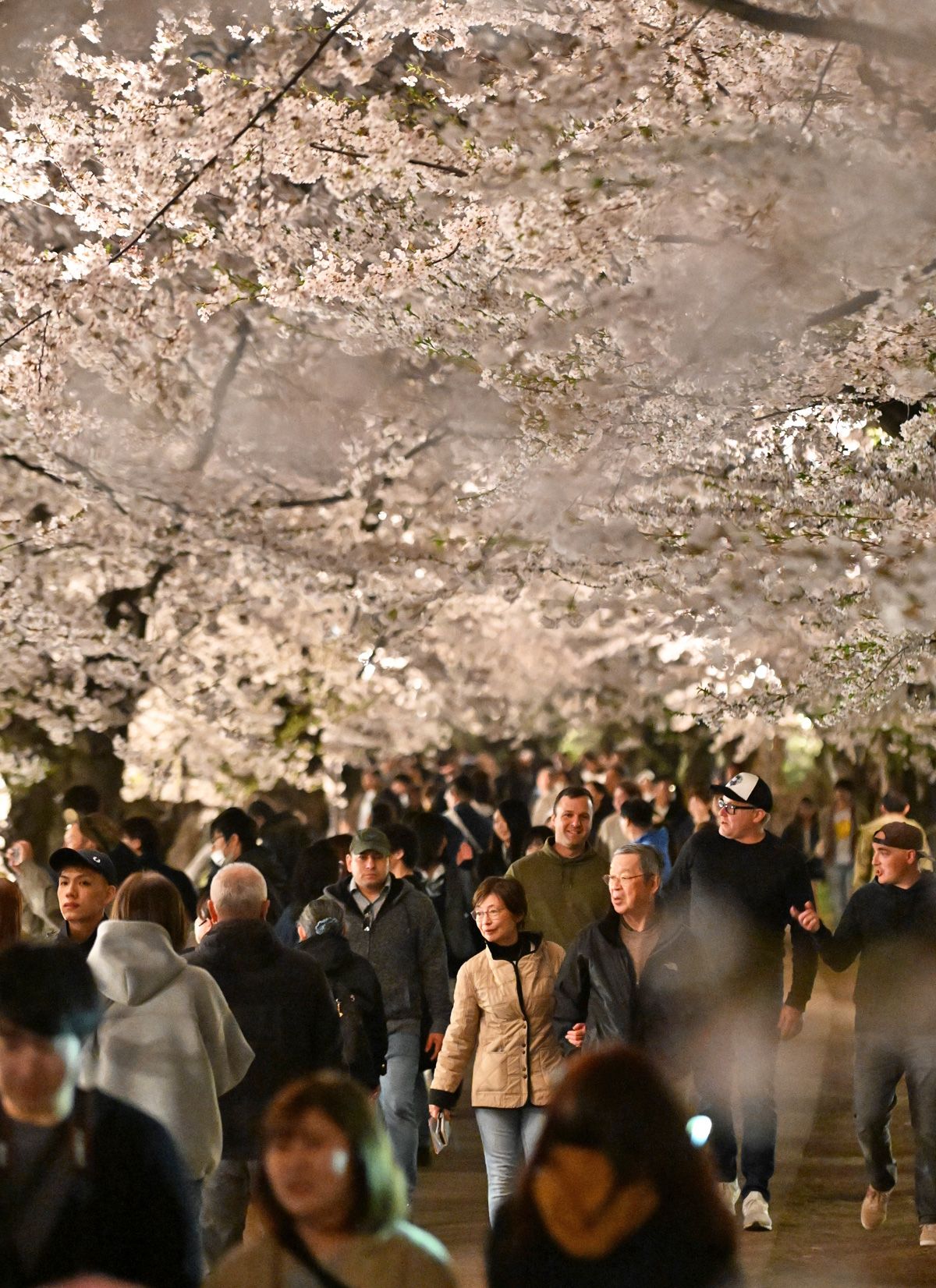 桜のトンネル　夜まで人の波／弘前公園