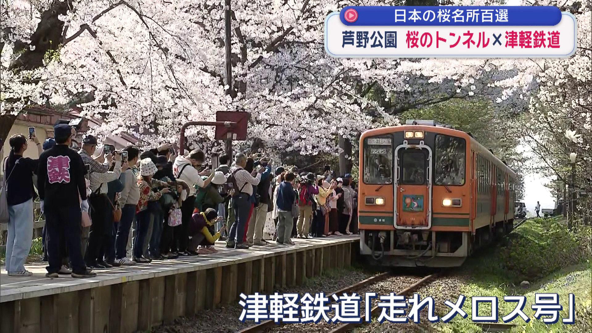 日本さくら名所100選・青森県五所川原市「芦野公園」津軽鉄道と桜の共演