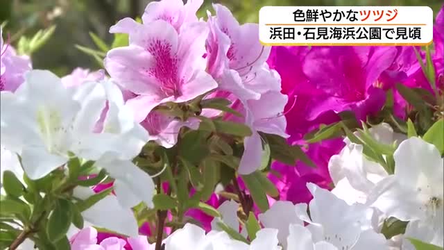 日本海を望むロケーション「石見海浜公園」を彩るツツジの花　春爛漫を演出（島根・浜田市）