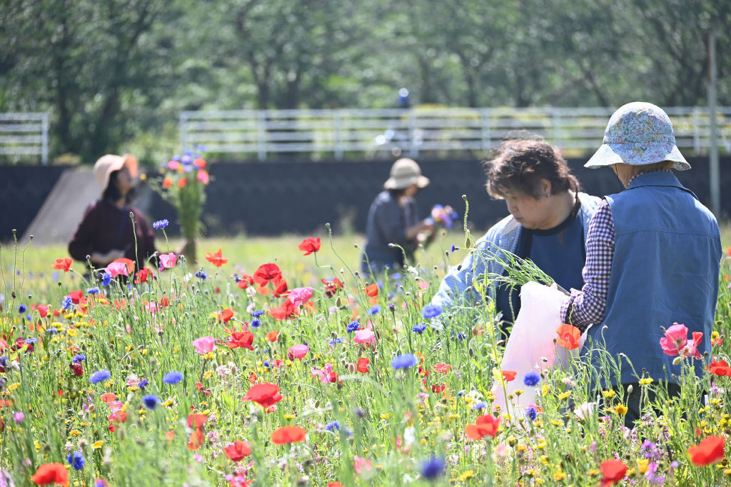 松崎町の田んぼが「色とりどりの花畑」に　5日まで花摘み体験も