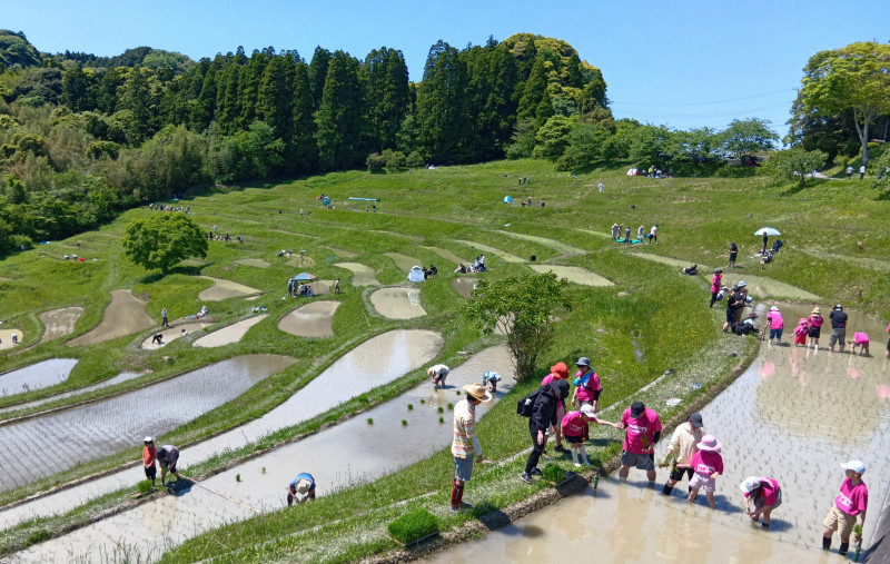 初夏の日差しの下　東京から最も近い棚田で田植え　千葉・鴨川
