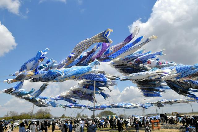 津波で亡くなった子を思う青い鯉のぼり　宮城・東松島で空に500匹
