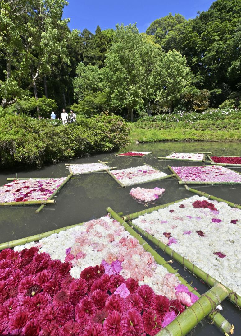 水面彩る　シャクヤク　来園者魅了　5000輪の花筏　茨城・つくば牡丹園