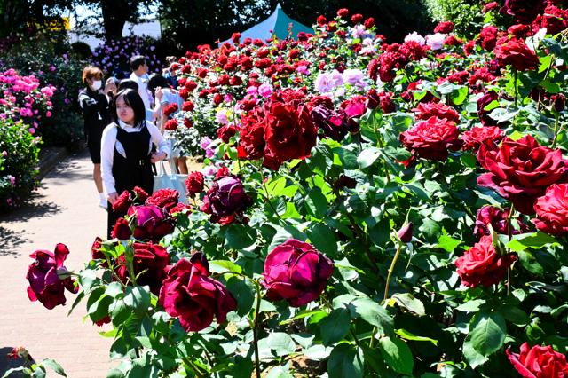 200種3千株のバラが咲き乱れる　さいたま市の与野公園で見ごろ