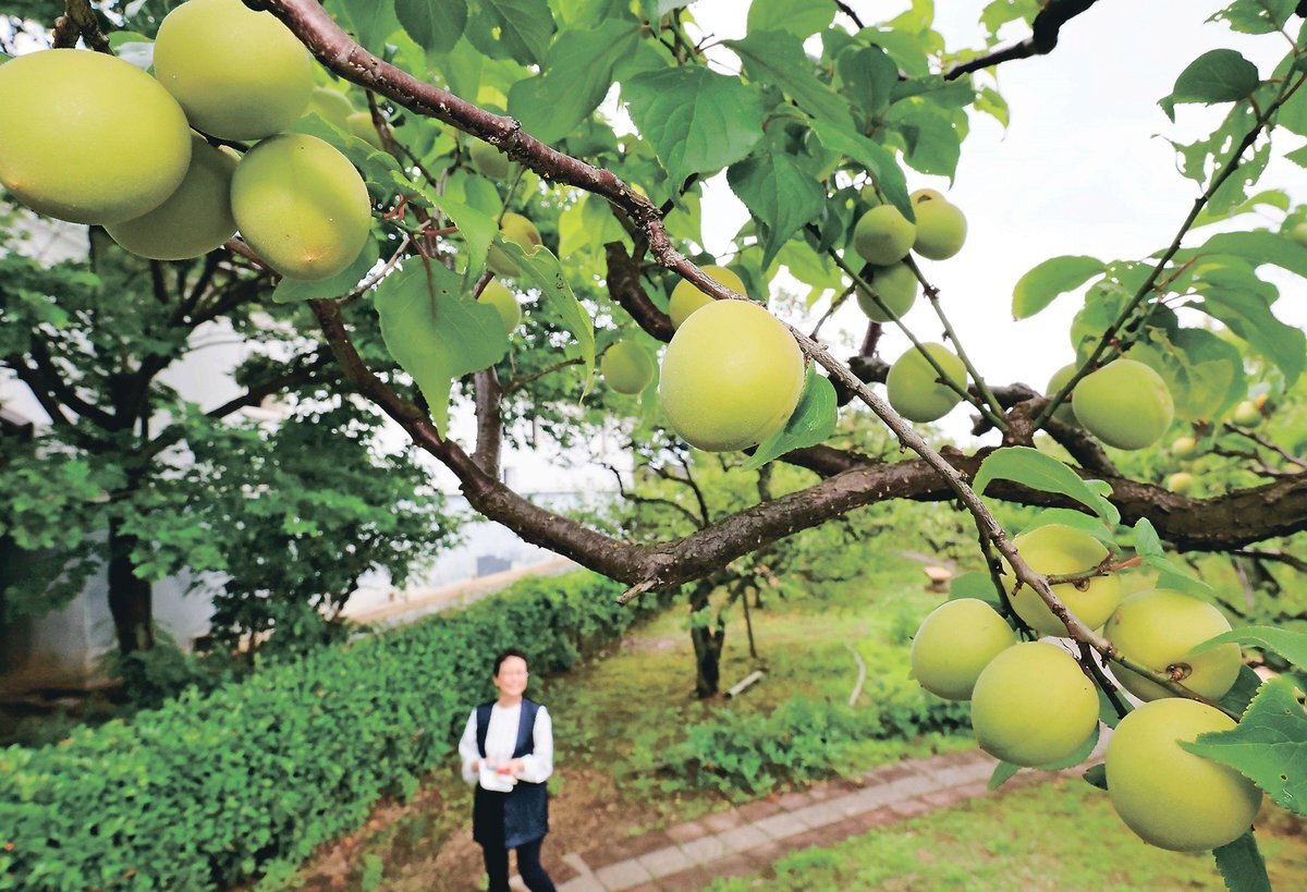 青梅たわわ　富山県民会館分館内山邸