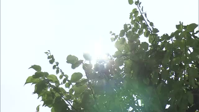 山陰両県で危険な暑さ続き11地点で猛暑日　川本で36.8℃、松江で2日連続35℃超（島根）