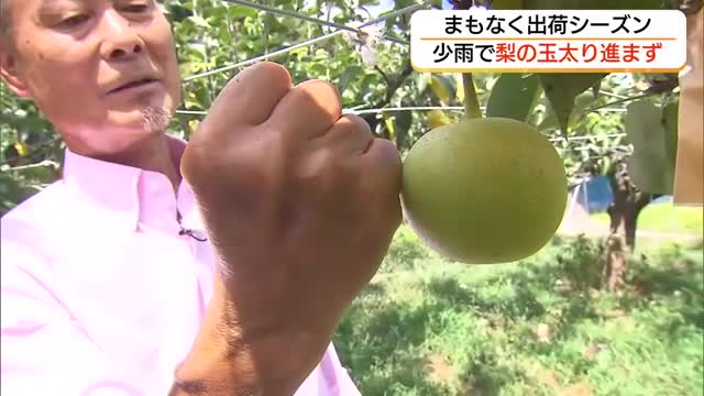 農家も“雨乞い”　猛暑・少雨が梨の生育に影響　収穫まで約2週間…気がかりは「玉太り」（島根・安来市）