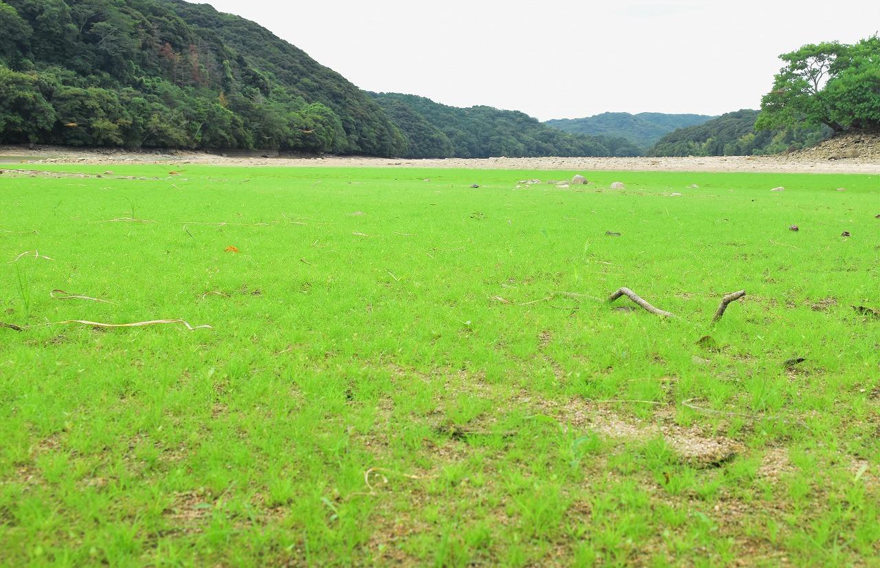 水不足で小野湖底に〝草原〟出現、今週末は雨予報【宇部】