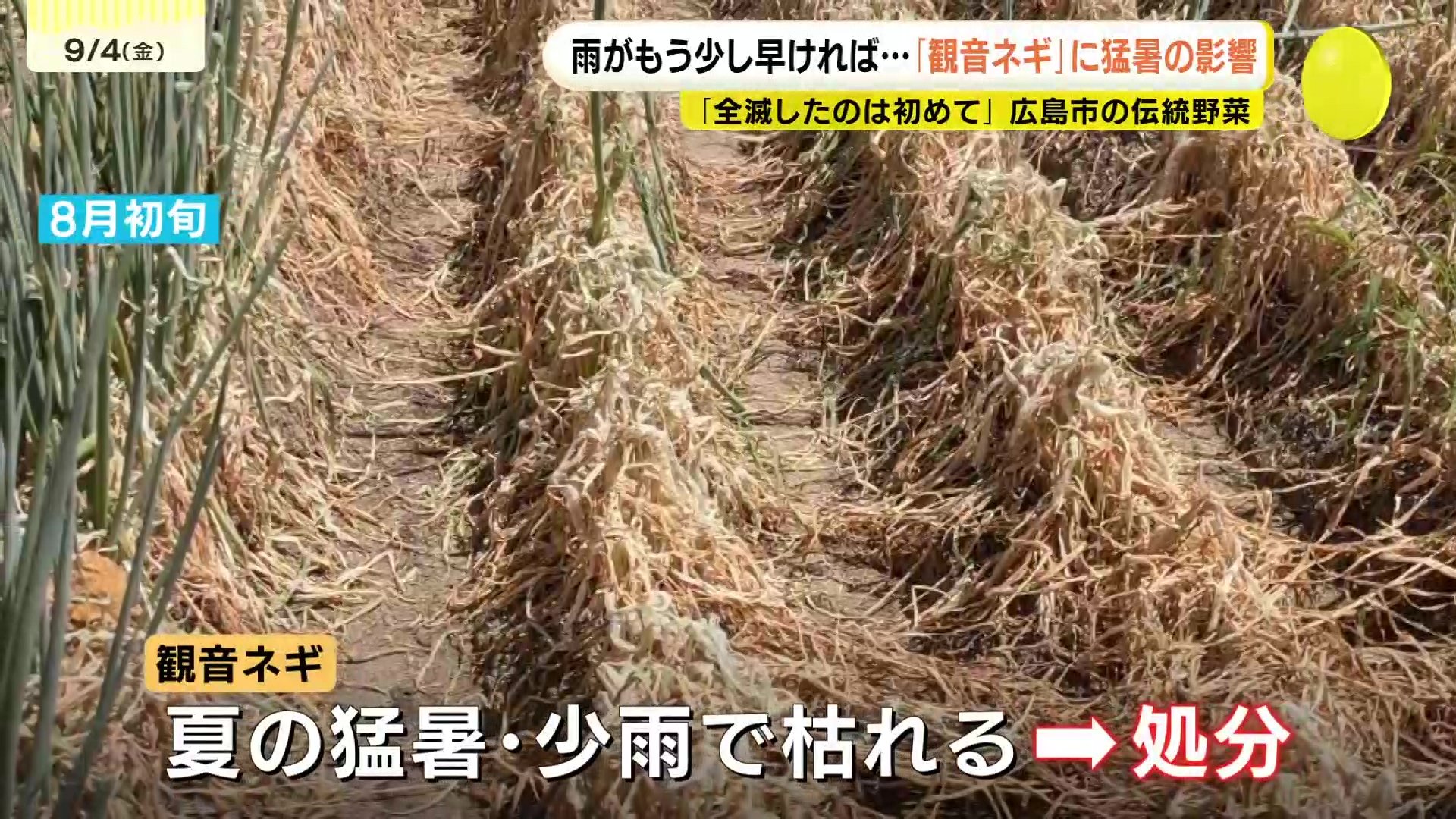 秋雨前線や台風24号も“恵みの雨”ならず　「もう少し早く降ってほしかった」　伝統野菜「ネギ」が猛暑＆少雨で全滅　広島