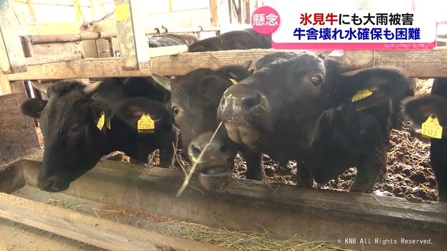 水がひけない！大雨被害で市ブランド「氷見牛」飼育にも影響　富山県氷見市