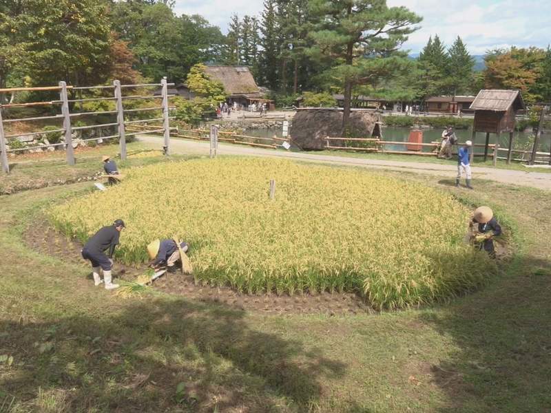 飛騨の里で車田の稲刈り 昔ながらの米づくり再現　岐阜県高山市
