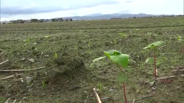 ソバの被害額が1億2000万円　記録的大雨で福井県内1700ヘクタールが被害