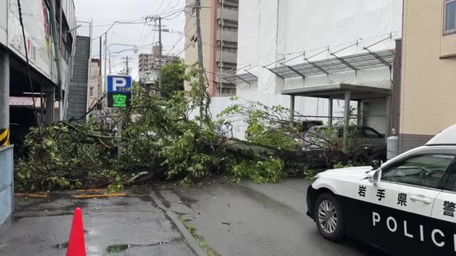樹齢約200年のウメの木が倒れる　雨が原因か　岩手県盛岡市