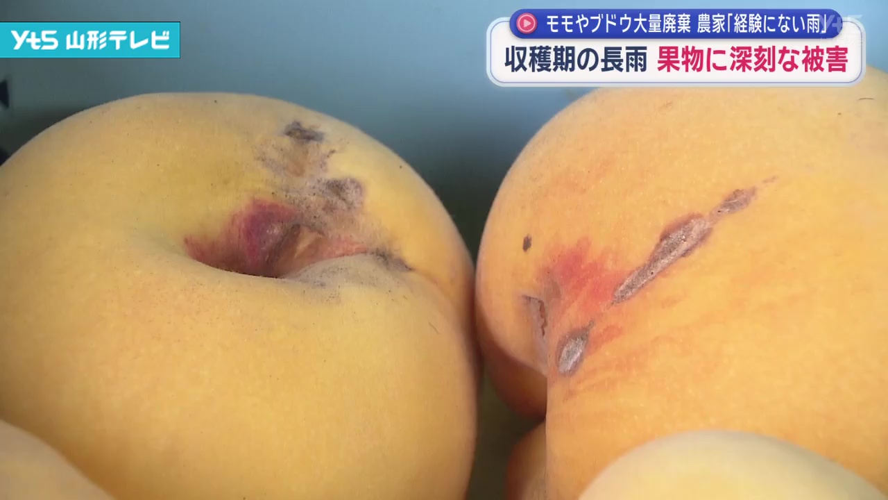 【山形】秋の長雨　収穫期の果物に深刻な被害　モモやブドウ大量廃棄も