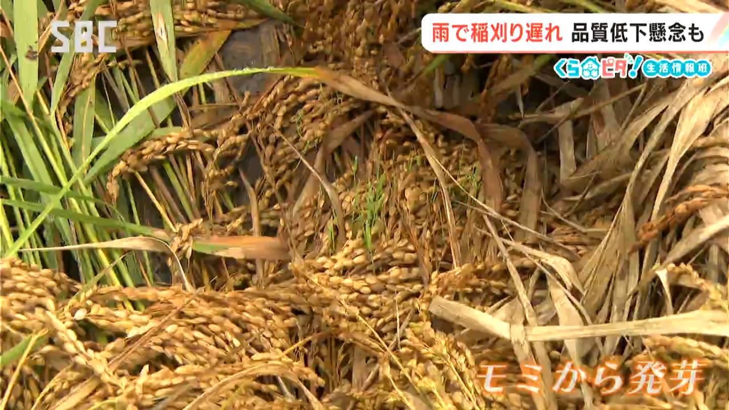 秋の長雨に日照不足…農作物に影響【くらピタ!】コメ農家「長雨で稲刈りができない」　果樹農園も悲鳴…リンゴの木約50本が倒れる被害が…青果店では野菜の出荷量減少に伴い価格が上昇