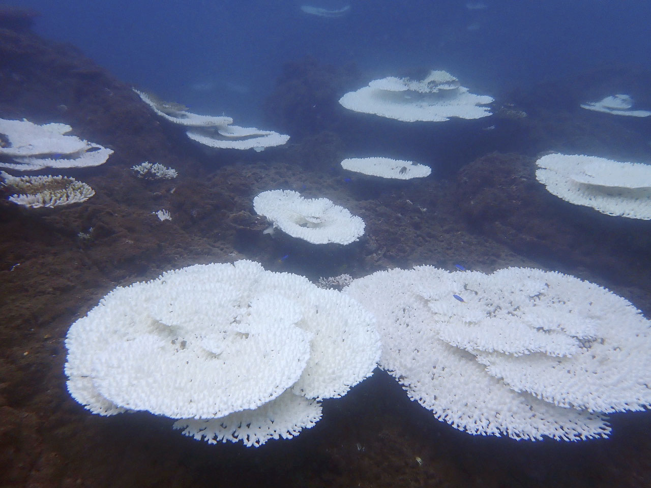 高緯度海域サンゴも大規模白化　24年の海洋熱波で日本沿岸