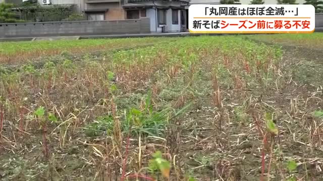 大雨から1カ月…壊滅的な“丸岡ソバ”　新そばシーズンを前に苦慮する地元店　わずかに残った苗に来季の望みかける農家