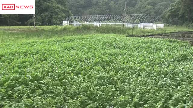 ８月下旬の大雨による秋田県内の農林水産関係の被害は約５億円に