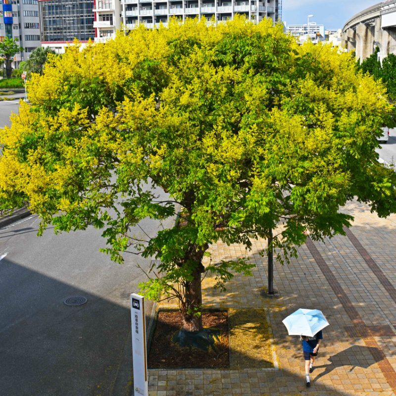 タイワンモクゲンジ秋の陽光に映える　厳しい残暑続く　沖縄