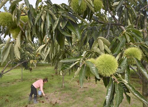 記録的長雨で「実らぬ秋」、生育不良で野菜価格高騰…意欲低下など精神的影響も