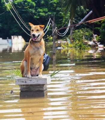 台風、大雨、洪水で避難警報が出た時、愛犬はどうすればいい…動物行動学の先生が教える、飼い主がするべき「正解」