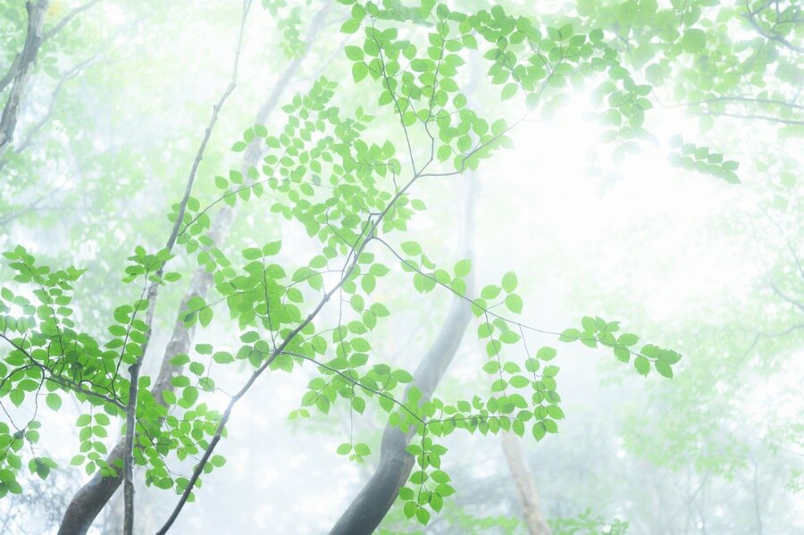 【霧に包まれた低山で写真を楽しむ】見慣れた山が美しく変貌するとき＜埼玉県・飯能アルプス＞