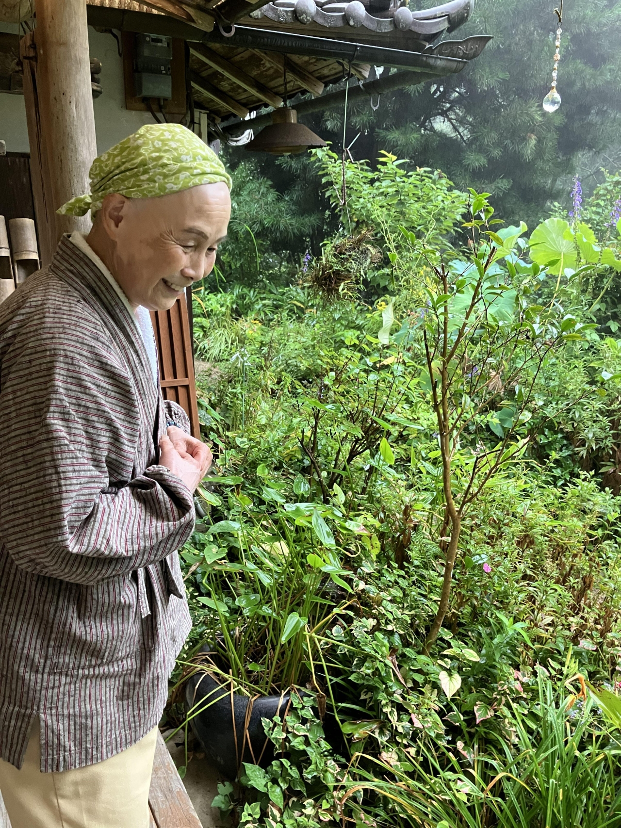 奈良県桜井市　音羽山観音寺後藤住職の花だより - 参道に山野草   秋の花も咲きはじめ