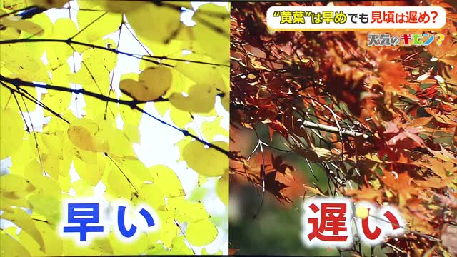 「黄葉」は早いが「紅葉」は遅め　夏の猛暑と少雨、秋の高温が影響　福井県内の見頃は11月中下旬に…秋の深まりじっくり感じて