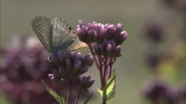 17日の富山県内は絶好の行楽日和　富山市では秋の七草の一つ『フジバカマ』の花が咲き始める