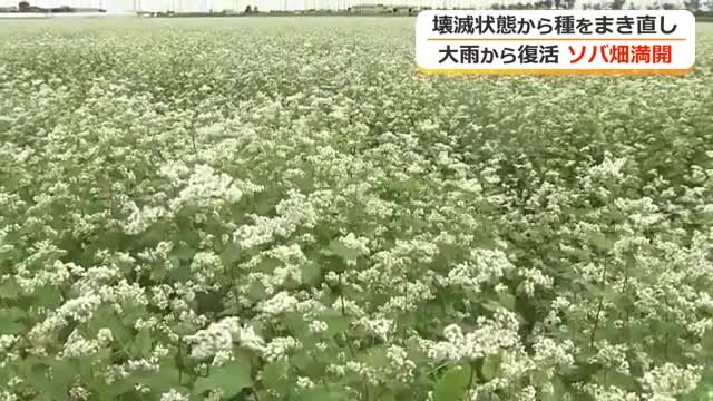 壊滅的な大雨被害から“復活”遂げたソバ畑　9月にまき直した種から一面に白い花　11月には収穫　福井市