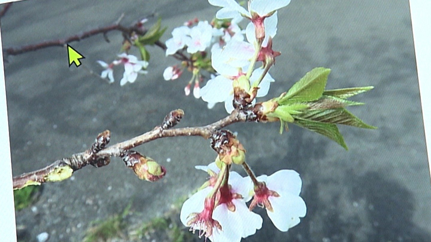 「50年後、日本の本土ではソメイヨシノの花見はできないかも」開花不良が起きている地域…特定外来生物の「クビアカツヤカミキリ」の脅威も…