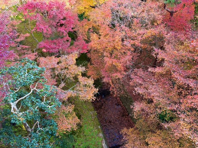 【フカボリ天気】最低気温「8℃」が目安？　29日は関東の平地でも紅葉スイッチオン！