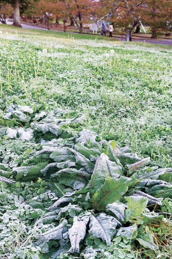 今季一番！冷え込む朝　季節一変し近づく冬　長野県中信地方
