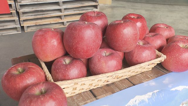 「例年になく大玉傾向」主力のサンふじ　強風に負けず初出荷を迎える　11月中旬頃が出荷ピークの予定【長野】