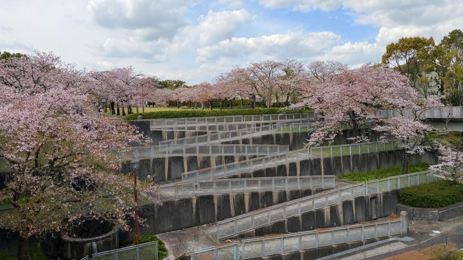 東京のひそかな桜スポット！一直線につづく桜並木と、視界がぱっと開ける景色が爽快な「富士見通り」